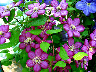 Image showing beautiful blue flowers of clematis