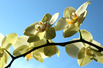 Image showing Fine branch of a blossoming yellow orchid