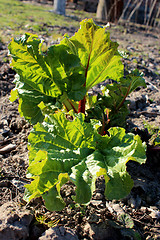 Image showing Young sprouts of a rhubarb in the spring