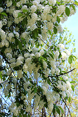 Image showing big branches of bird cherry tree