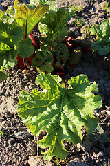Image showing Young sprouts of a rhubarb in the spring