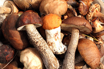 Image showing Beautiful and different mushrooms