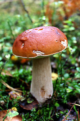 Image showing Beautiful and little cep in the forest