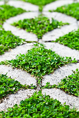 Image showing stone block walk path in the park with green grass