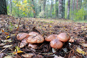 Image showing nice mushrooms of Suillus