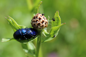 Image showing a pair of flower chafers