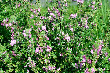 Image showing beautiful pink meadow flowers
