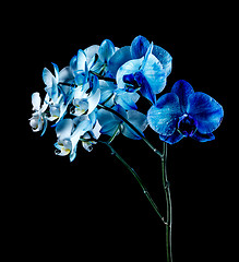 Image showing Blue orchid