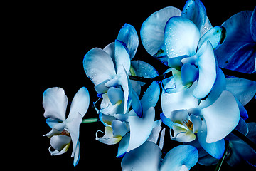 Image showing Blue orchid 