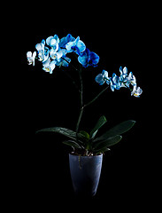 Image showing Blue orchid