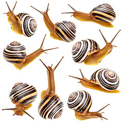 Image showing Set of the garden snail 