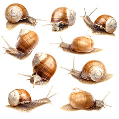 Image showing Snail collection