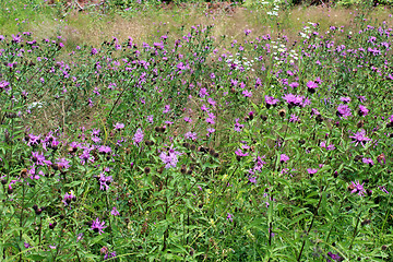 Image showing field of flowers of Cirsium arvense