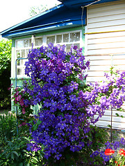 Image showing beautiful blue flowers of clematis near the house