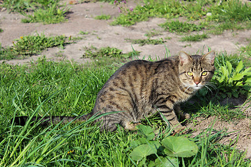 Image showing grey cat on the green grass