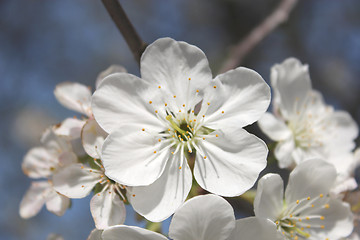Image showing beautiful white flowers of blossoming cherry-tree