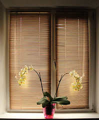 Image showing white orchid on the window-sill with jalousie