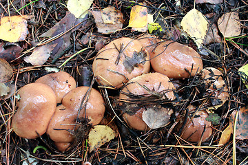 Image showing nice mushrooms of Suillus