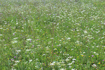 Image showing many summer flowers on the field