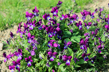 Image showing flowers of blue pansies in the grass