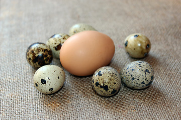 Image showing some eggs of the quail