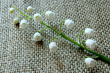 Image showing lilies of the valley on the grey background