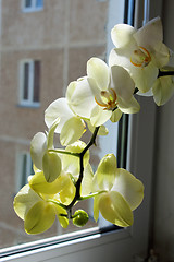 Image showing Fine branch of the blossoming yellow orchid