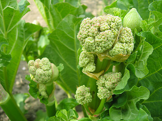 Image showing Young flowers of rhubarb in the spring