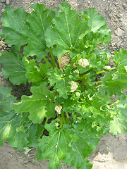 Image showing big bush of rhubarb