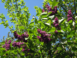 Image showing Bush of a lilac