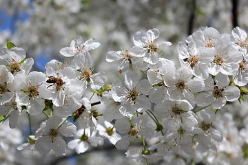 Image showing branch of blossoming cherry