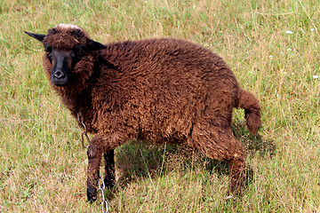 Image showing black sheep grazing on a grass