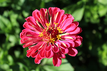 Image showing zinnia zed beautiful flower