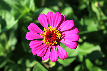 Image showing zinnia zed beautiful flower