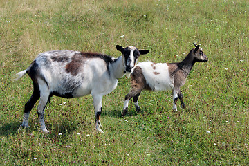 Image showing Goat and kid on the pasture