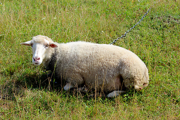 Image showing white sheep grazing on the grass