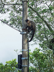 Image showing Monkey climbing the power pole