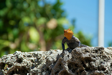 Image showing red-headed rock agama lizard looking at viewer