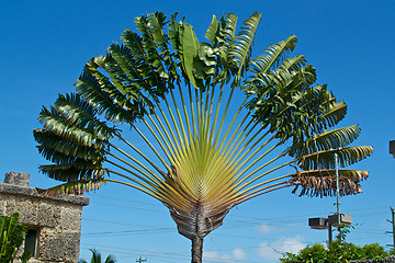 Image showing travelers palm tree