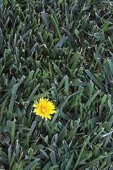 Image showing Dandelion