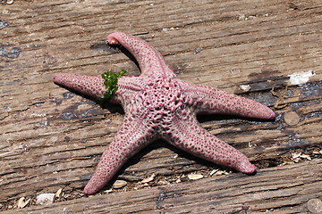 Image showing Starfish