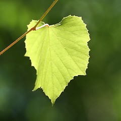 Image showing Grape leaf