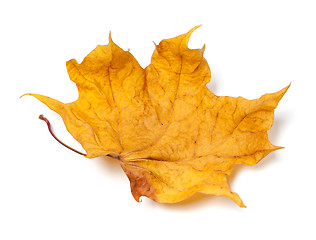 Image showing Autumn yellow dry maple leaf