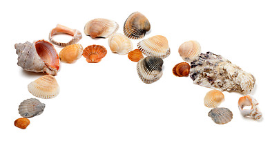 Image showing Collection of seashells 