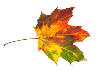 Image showing Multicolor autumn maple-leaf