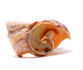 Image showing Broken rapana shell