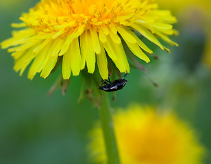 Image showing Beetle on flower of dandelion