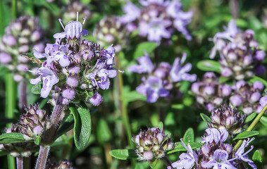 Image showing Flower thyme in the nature