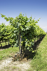 Image showing Green Vineyards 