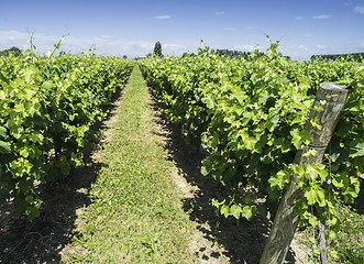 Image showing Green Vineyards 